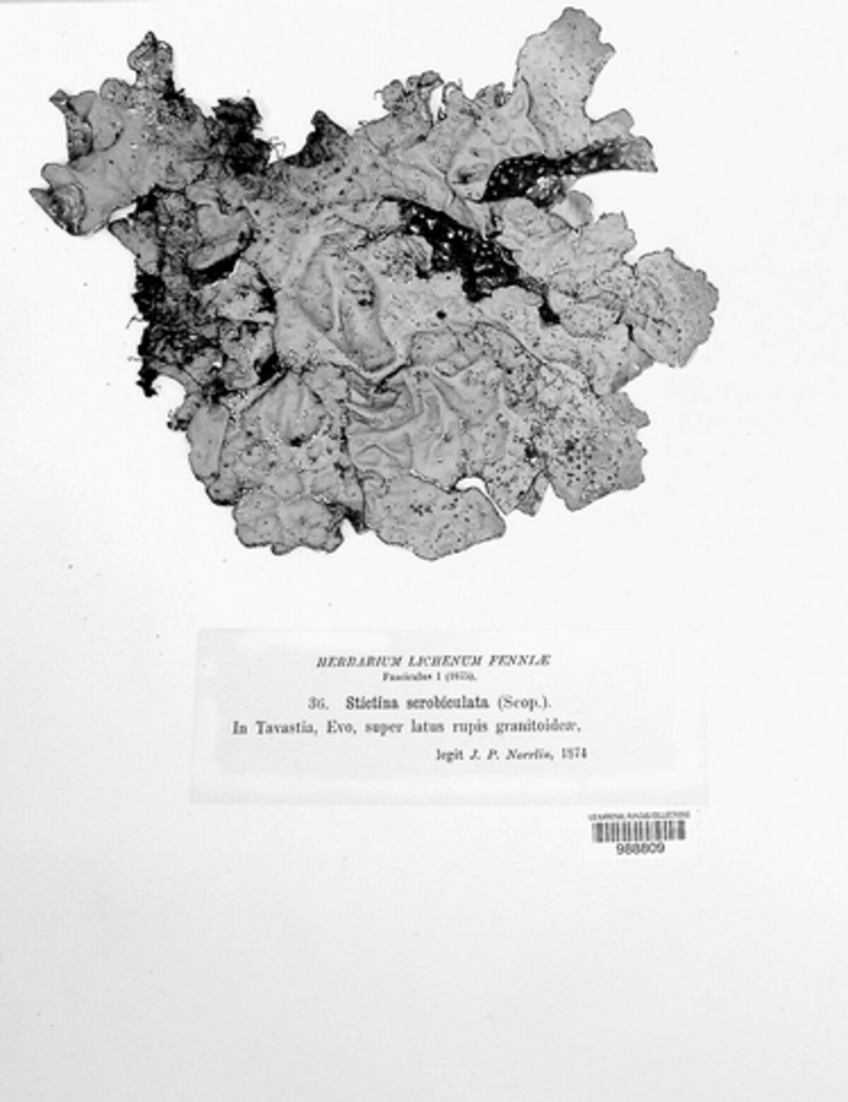 Lobarina scrobiculata image